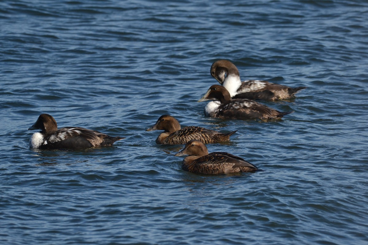 Eider arrunta - ML143770861