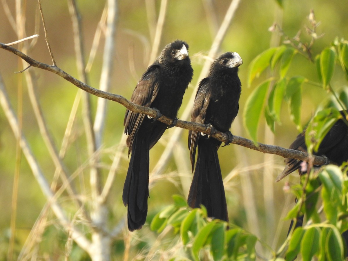 Smooth-billed Ani - Joana De Rivero