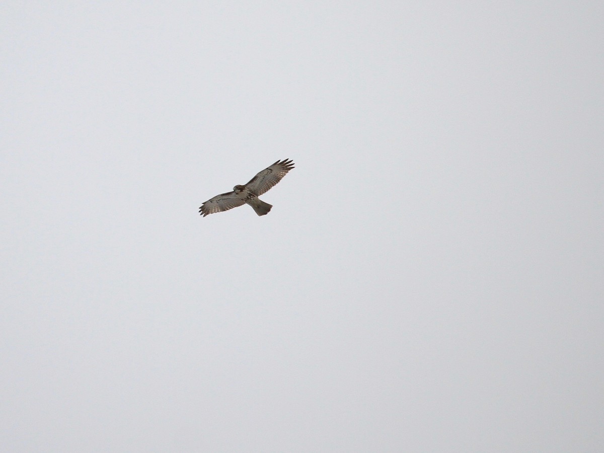 Red-tailed Hawk - ML143772531