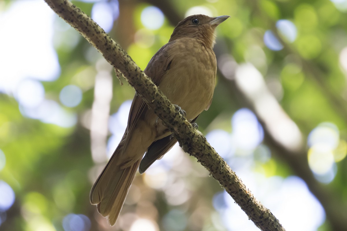 Rufous Piha - Marcelo Corella