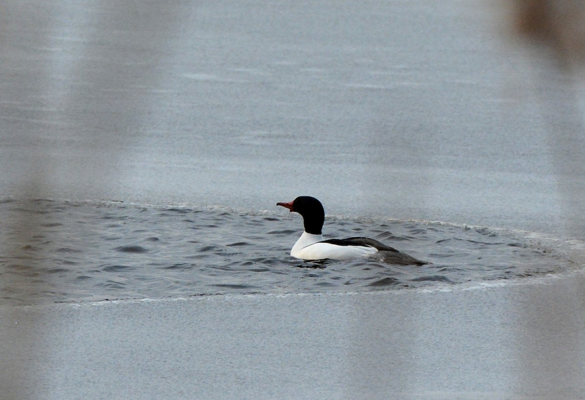 Common Merganser - Melissa Barker