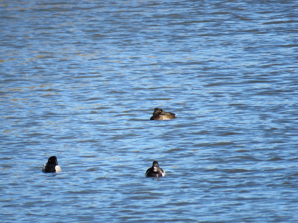 Tufted Duck - ML143775821