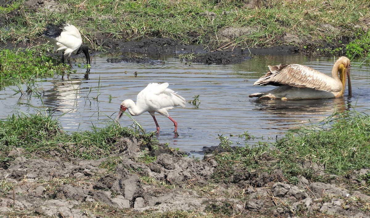 African Spoonbill - ML143776221