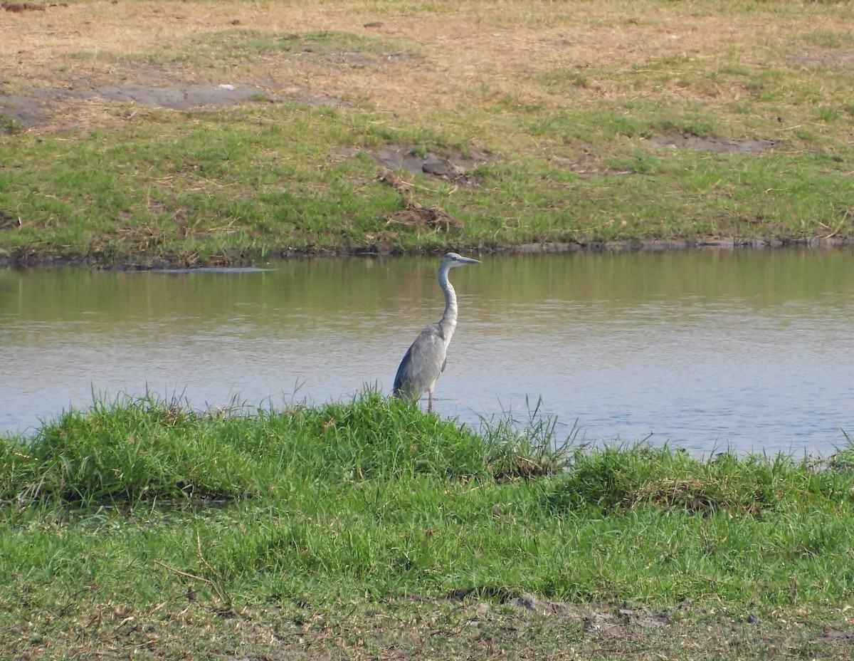 Garza Cabecinegra - ML143776251