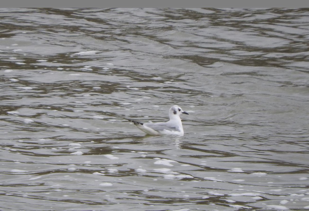 Bonaparte's Gull - Milton Hobbs