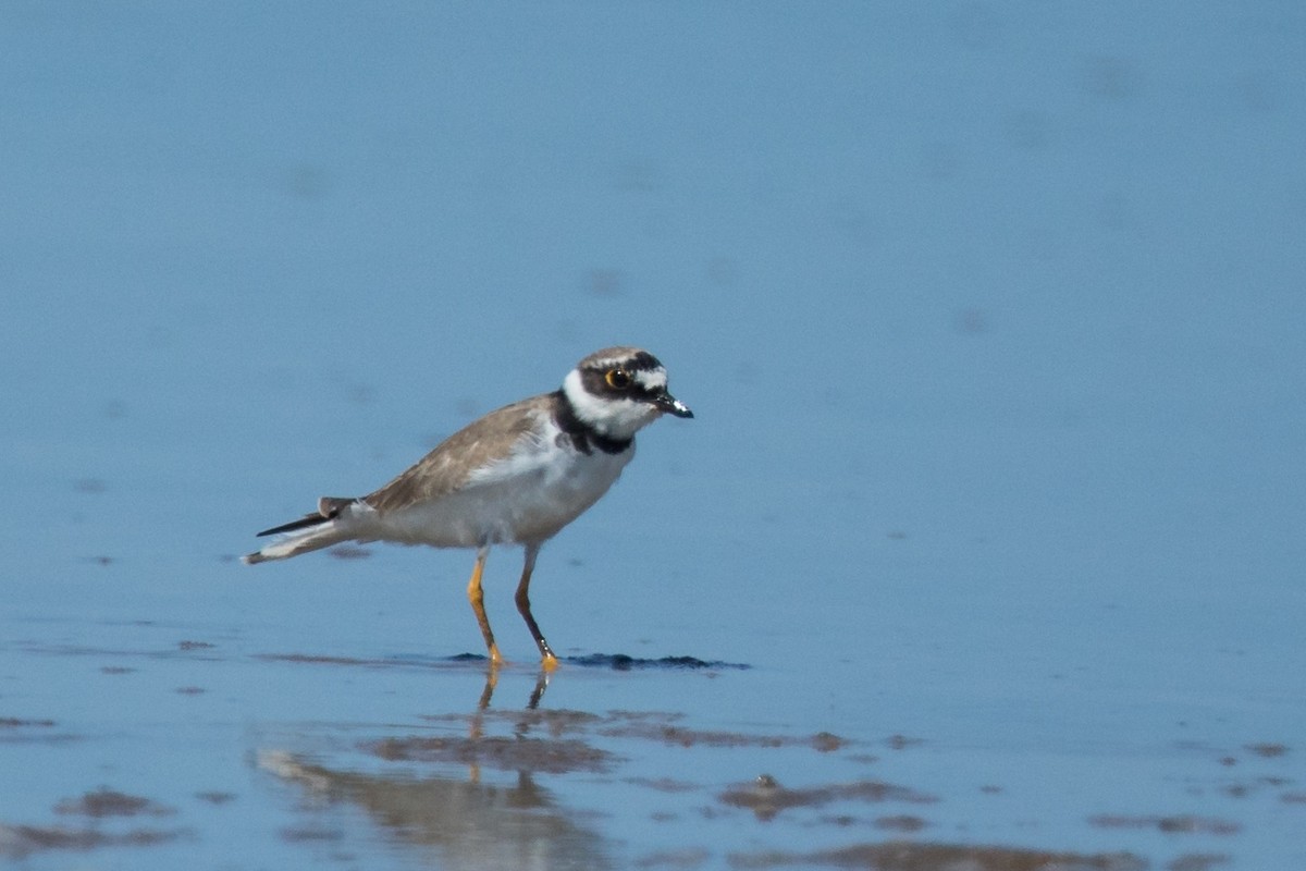 Little Ringed Plover - Andrew and Michelle Ruthenberg