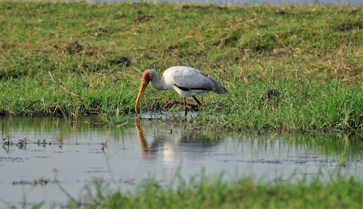 Yellow-billed Stork - ML143776441