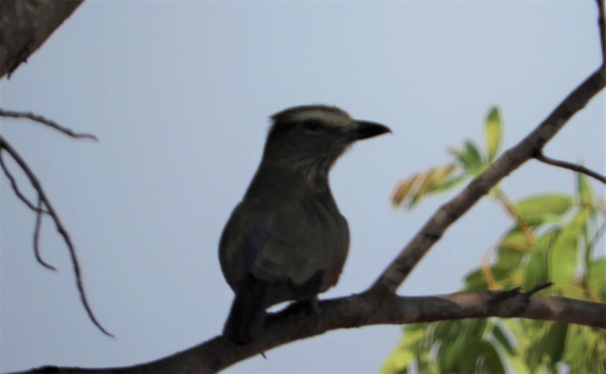 Rufous-crowned Roller - Paul Galvin