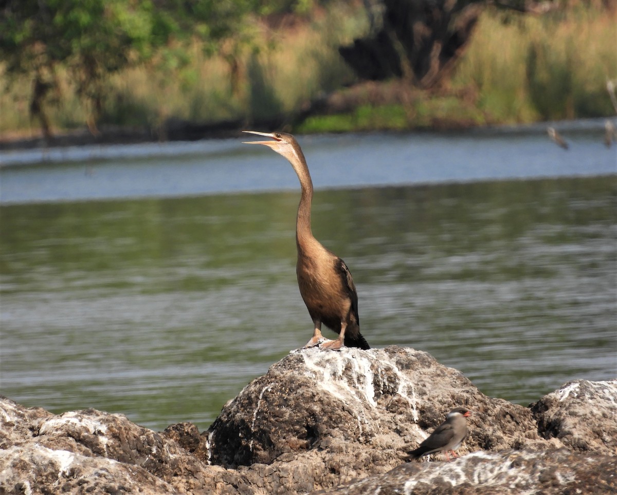 African Darter - ML143777301