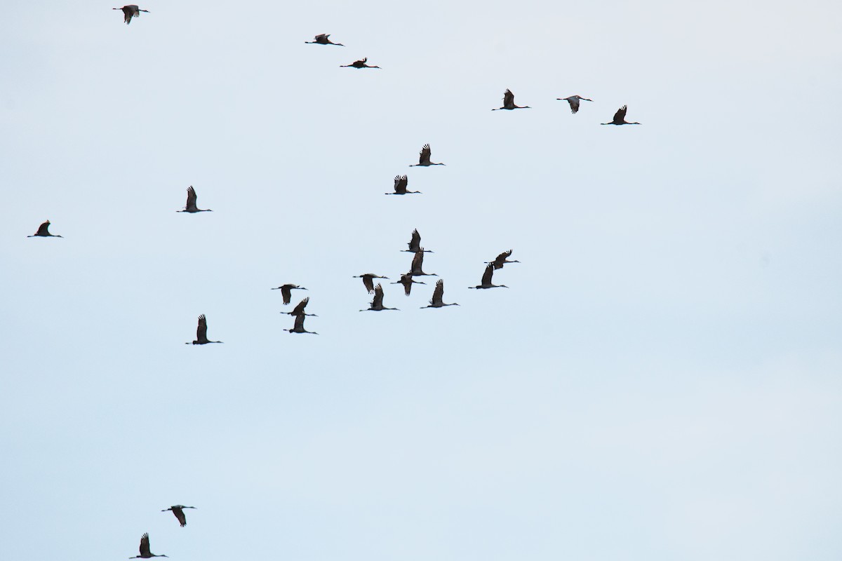 Sandhill Crane - ML143777481