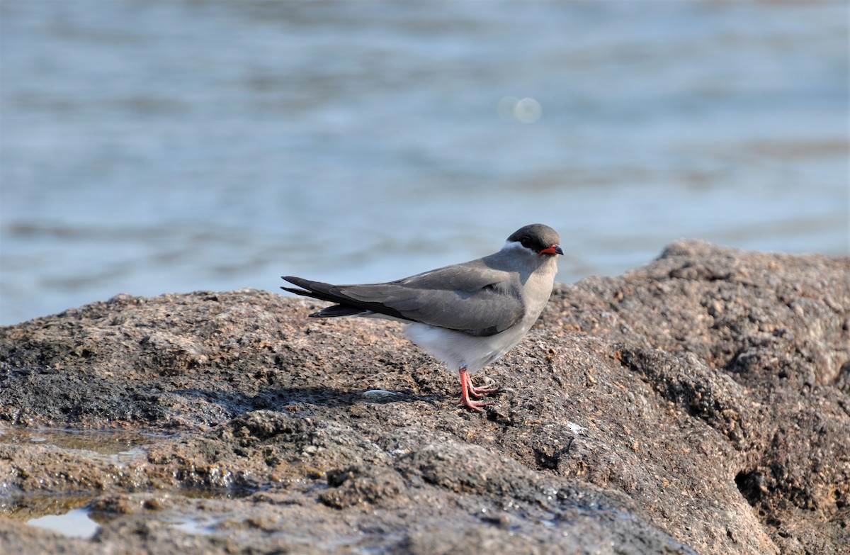 Rock Pratincole - ML143777531