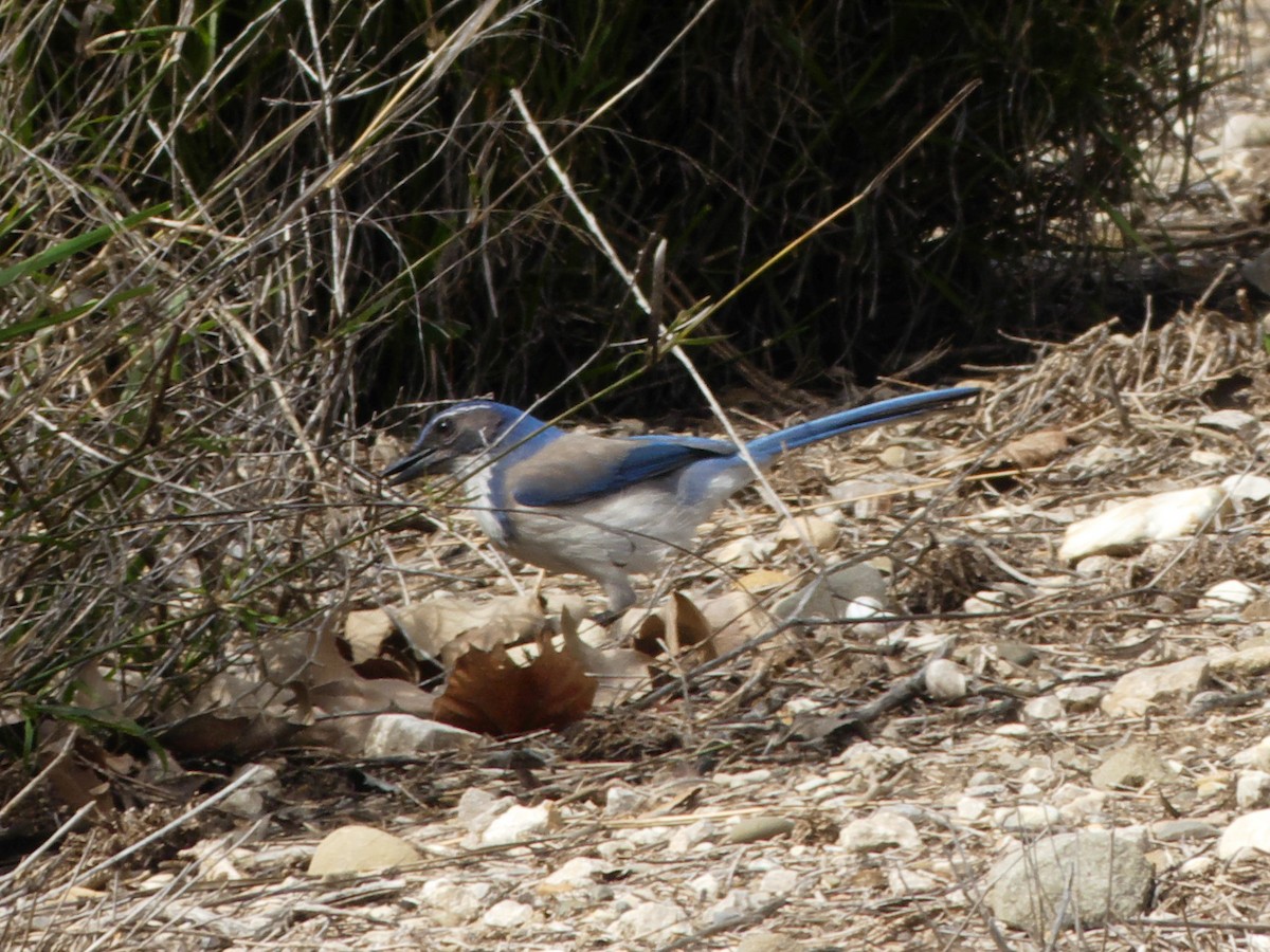 California Scrub-Jay - ML143777701