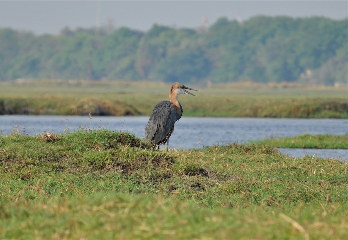 Goliath Heron - ML143777941