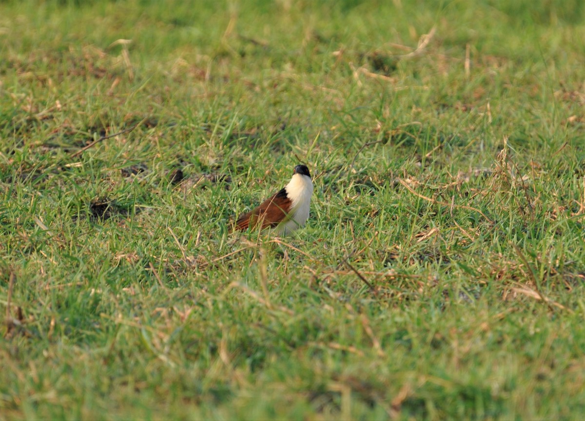 Senegal Coucal - ML143778511