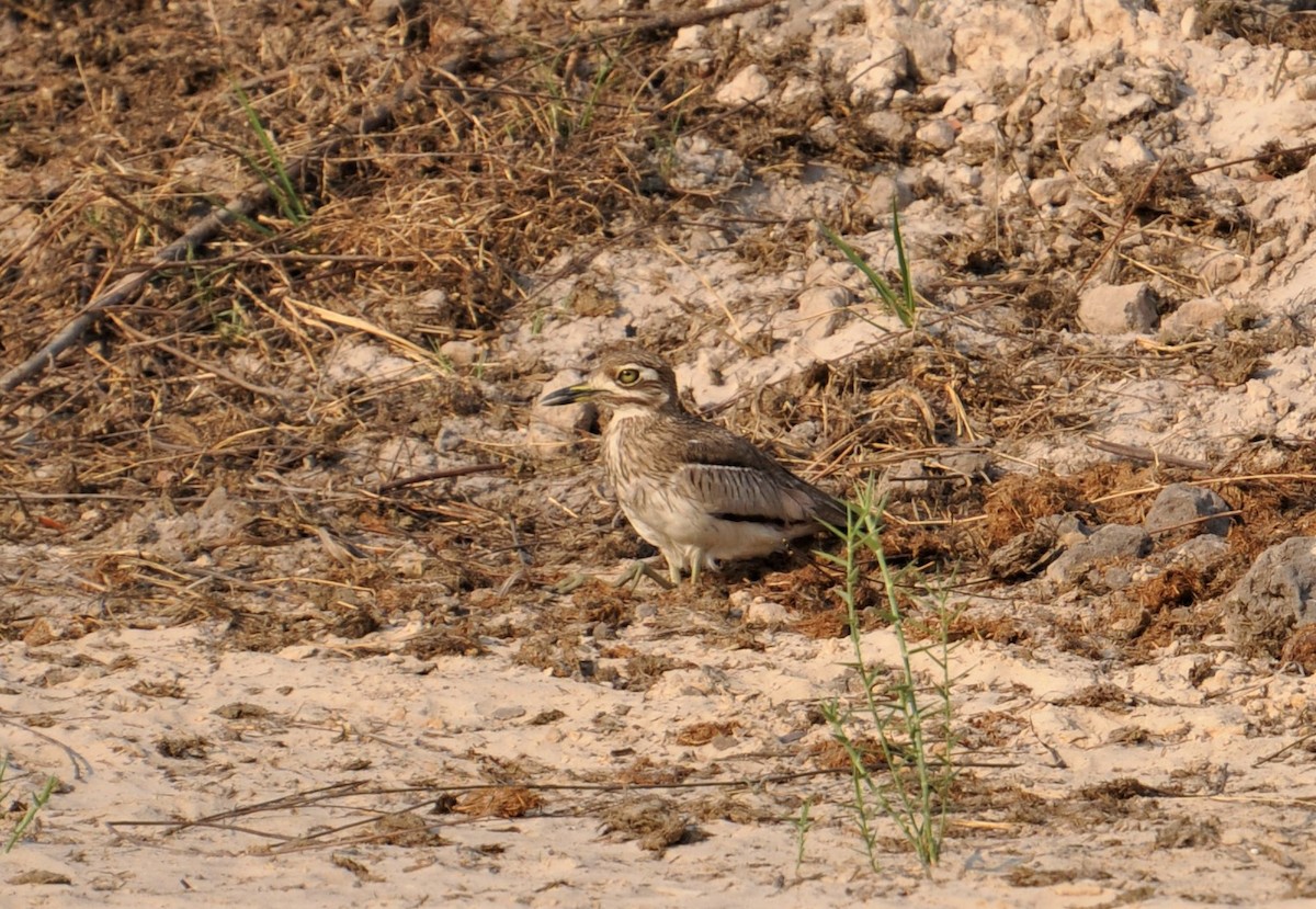 Water Thick-knee - ML143778621