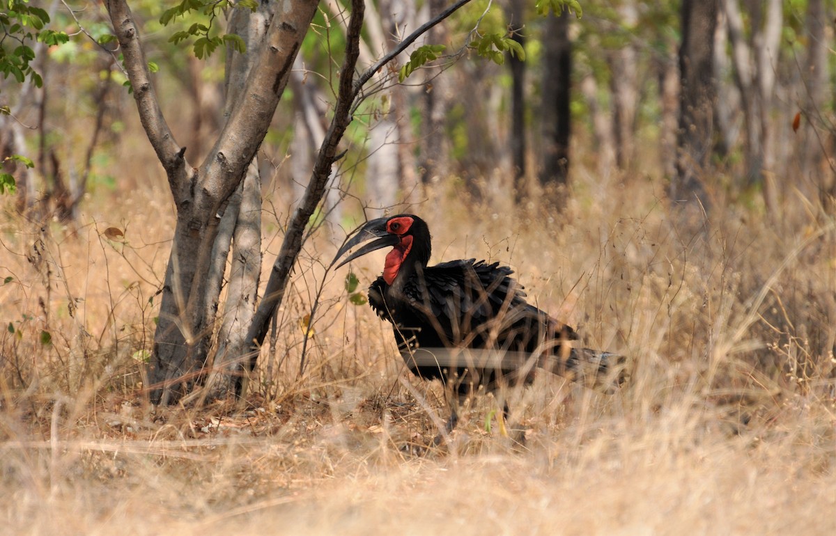 Southern Ground-Hornbill - ML143779881