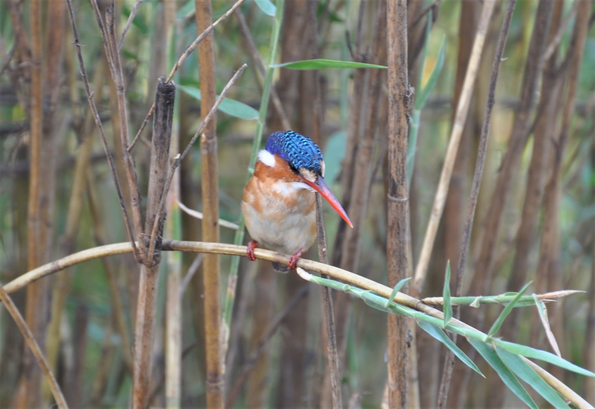 Malachite Kingfisher - ML143780031