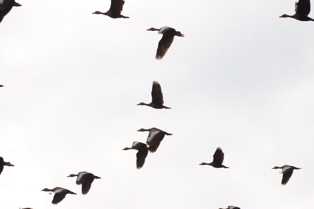 Black-bellied Whistling-Duck - Roberto Mainardi