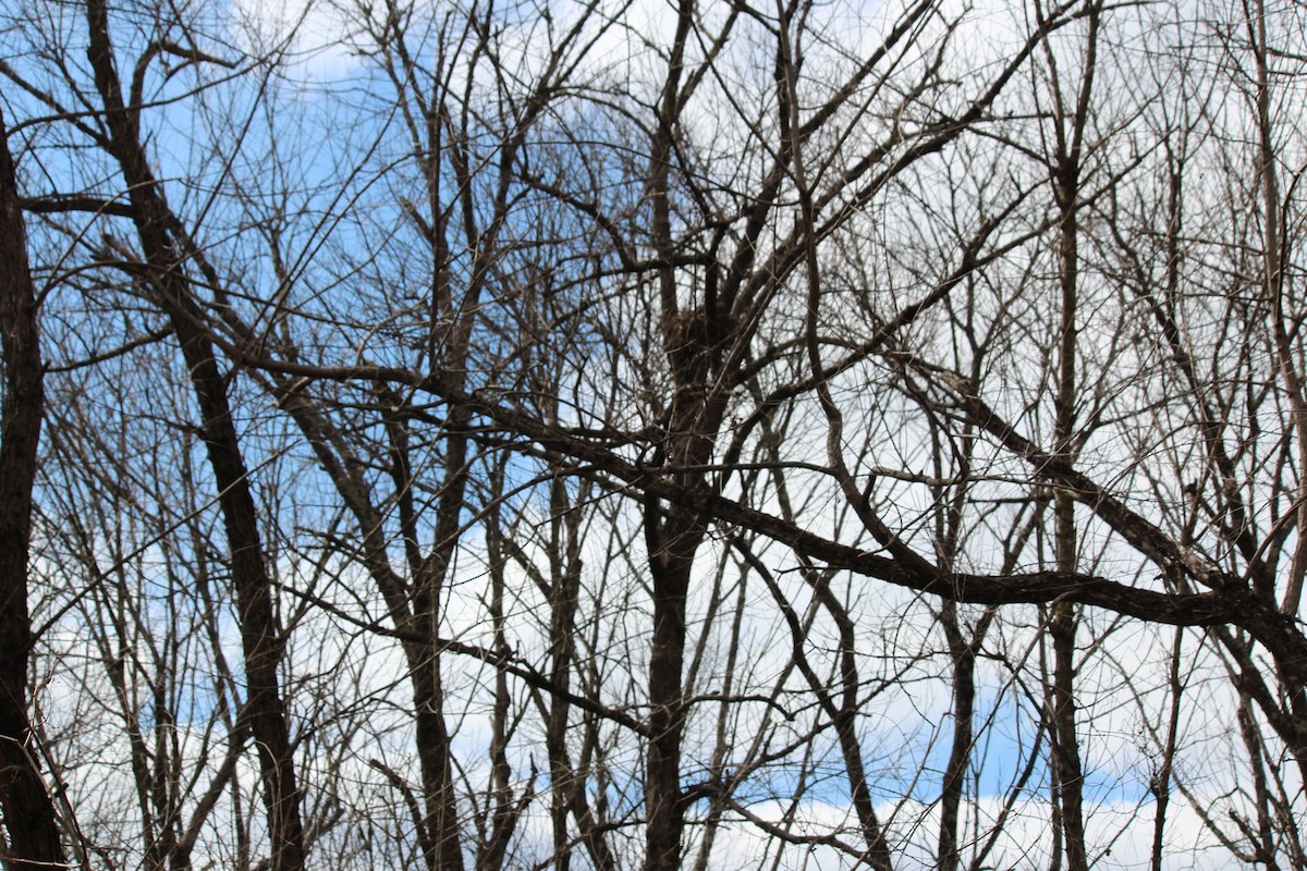 Red-shouldered Hawk - ML143781431