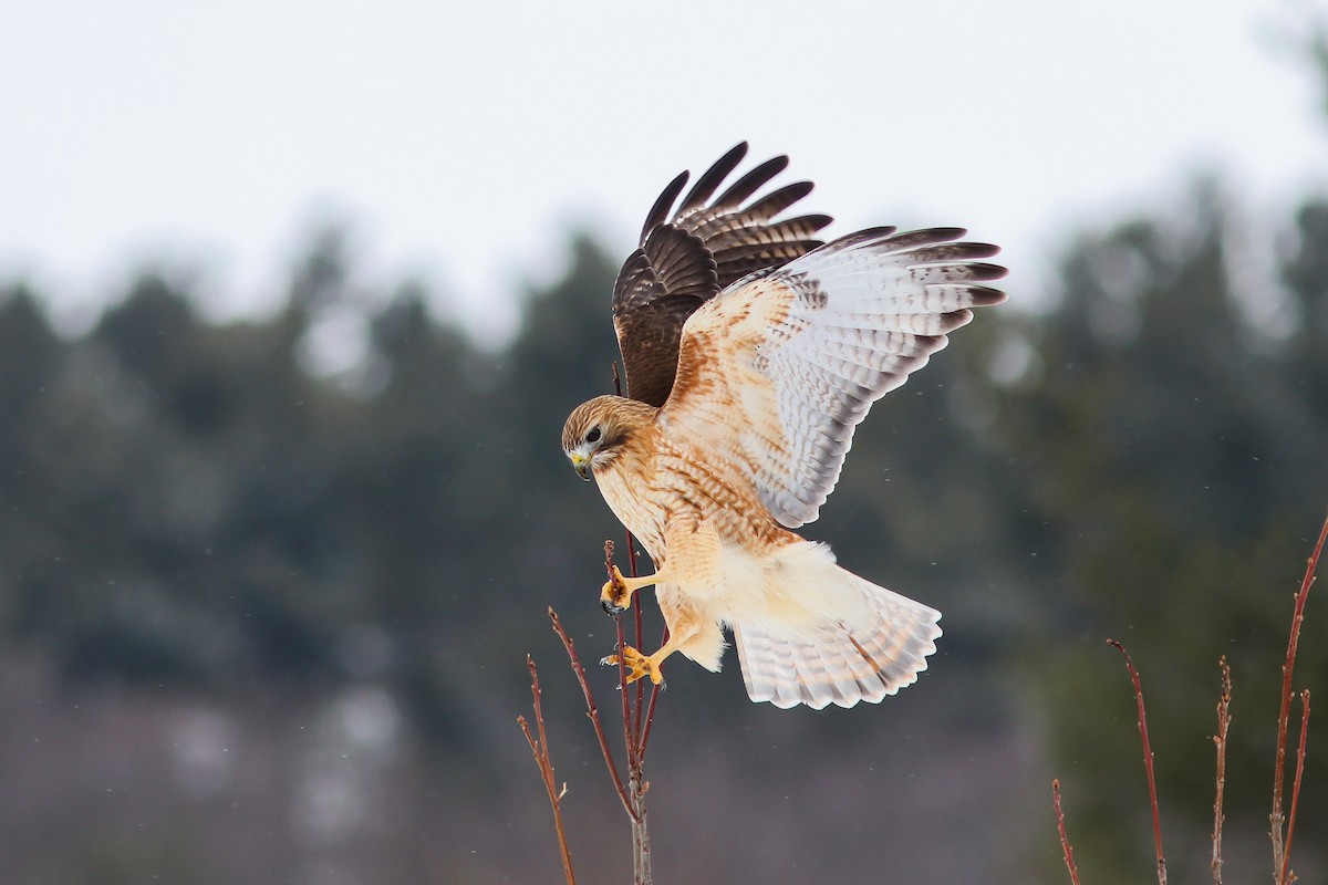 Red-shouldered x Red-tailed Hawk (hybrid) - Joseph Bourget