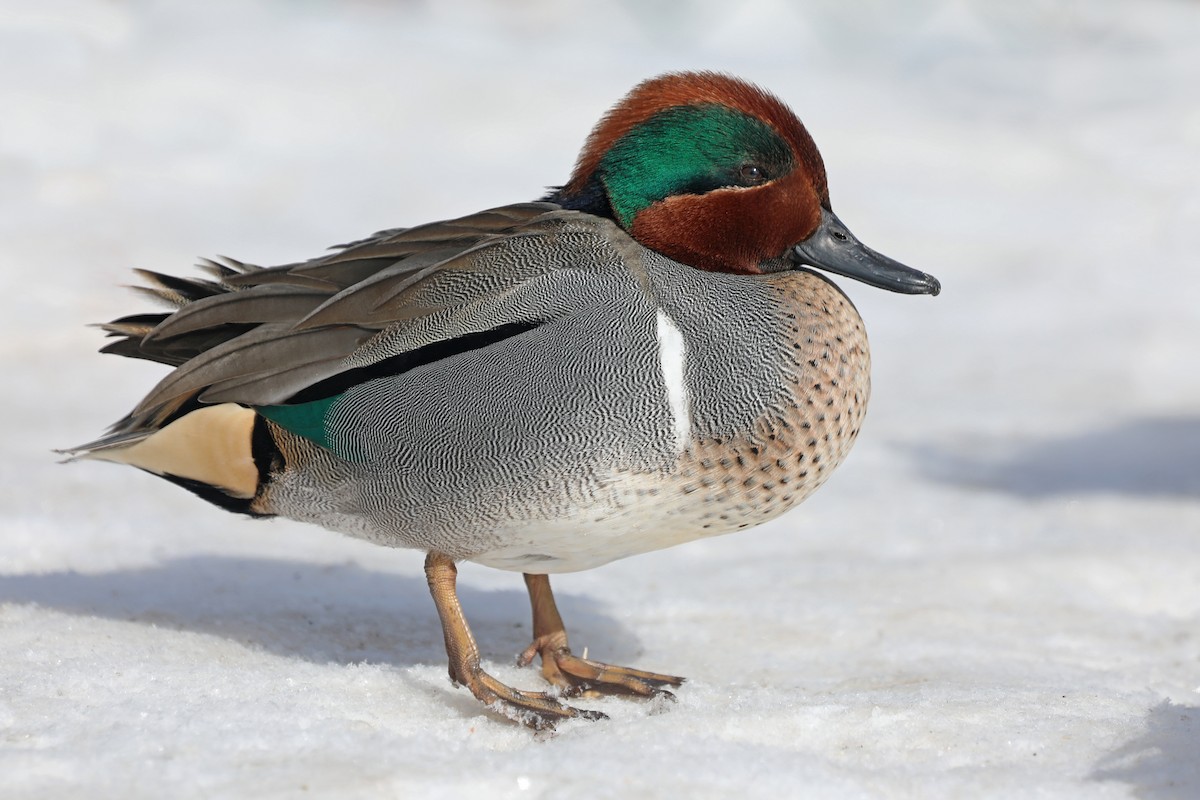Green-winged Teal - Daniel Jauvin