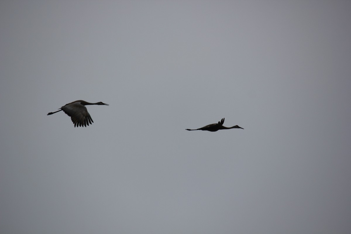 Sandhill Crane - ML143786281