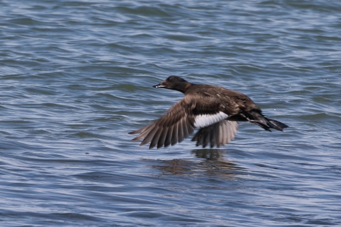 White-winged Scoter - Jeremiah Psiropoulos