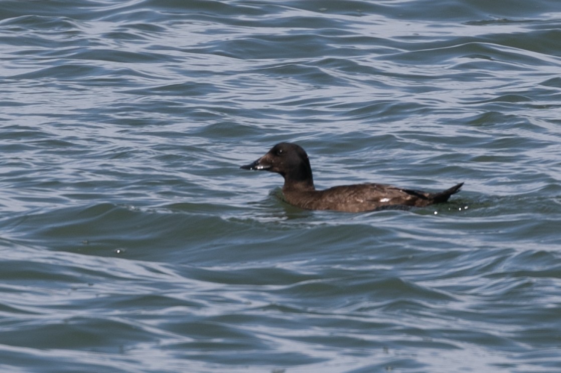 White-winged Scoter - Jeremiah Psiropoulos