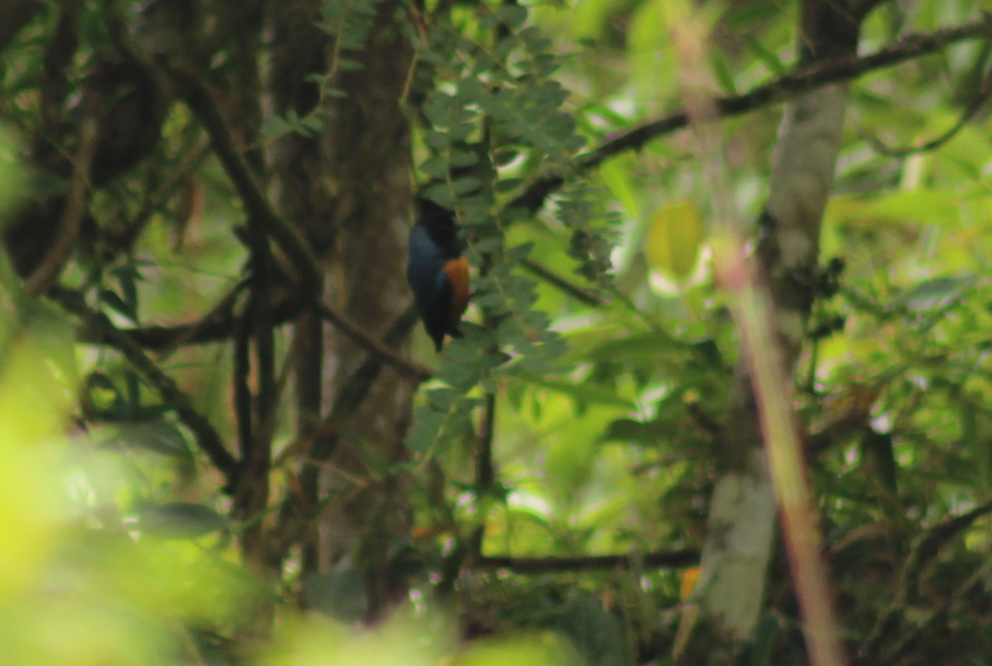 Blue-backed Conebill - ML143787911