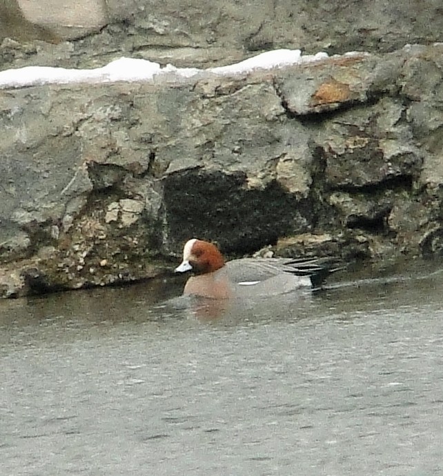 Eurasian Wigeon - ML143788731