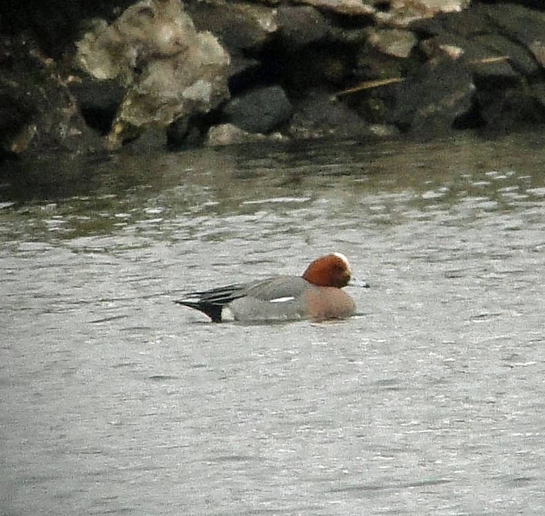 Eurasian Wigeon - ML143788801