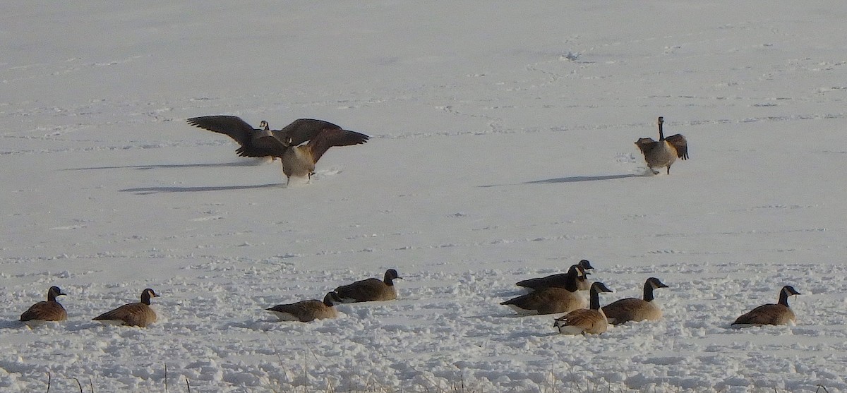 Canada Goose - ML143790781