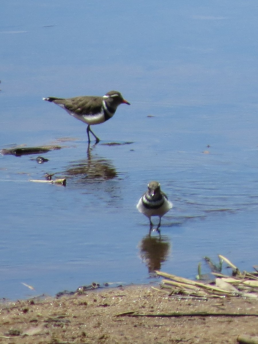 Three-banded Plover (African) - ML143791691