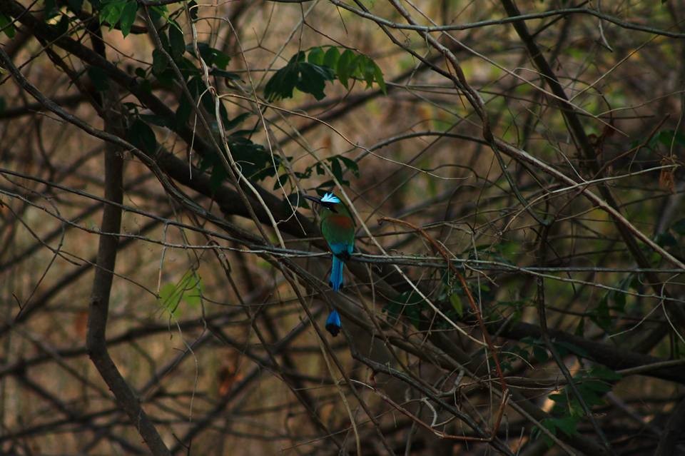 Turquoise-browed Motmot - ML143792401