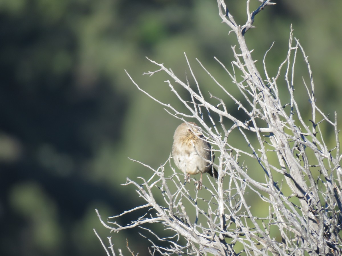 Canyon Towhee - Benjamin  Jones