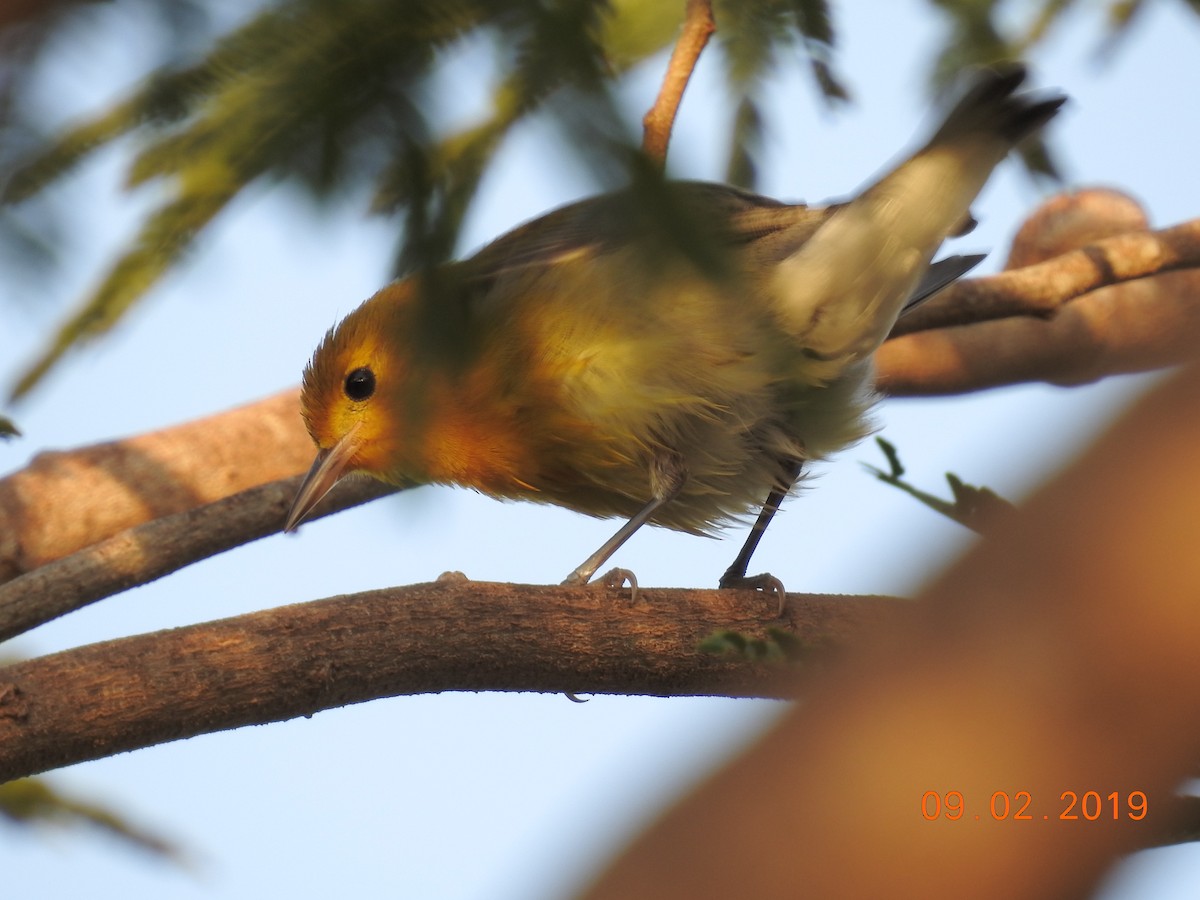 Prothonotary Warbler - ML143794601