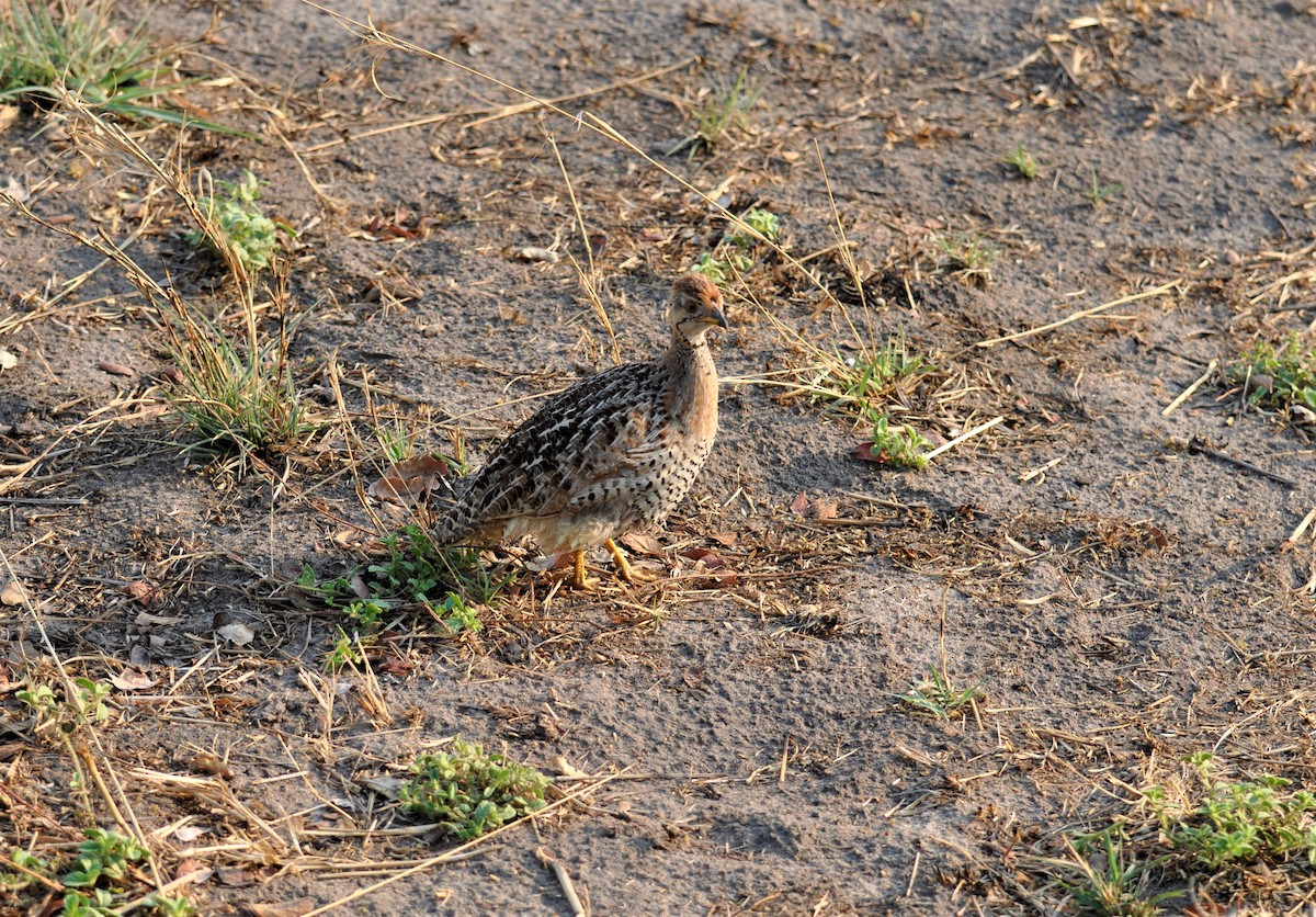 Francolin coqui - ML143794831