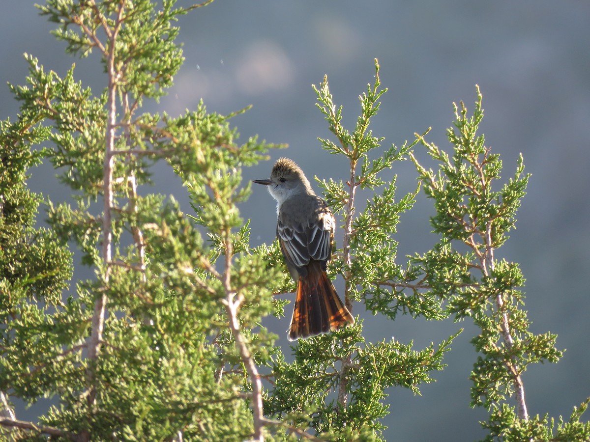 Ash-throated Flycatcher - Benjamin  Jones