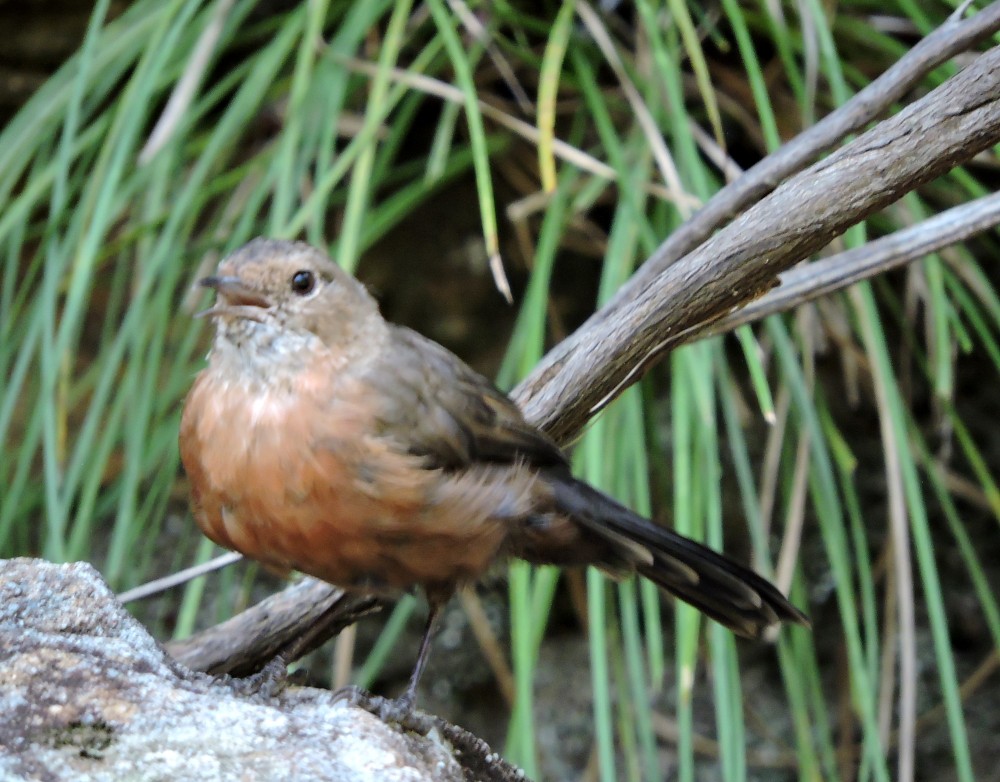 Rockwarbler - ML143795051