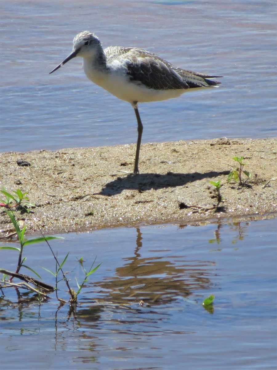 Common Greenshank - ML143795201