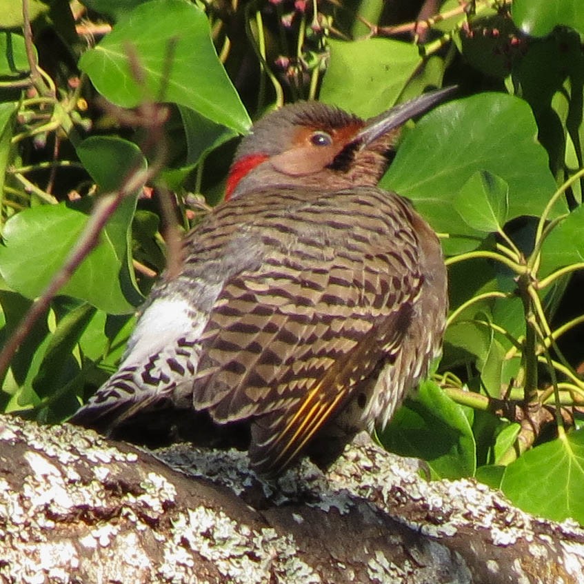 Northern Flicker (Yellow-shafted) - ML143797051