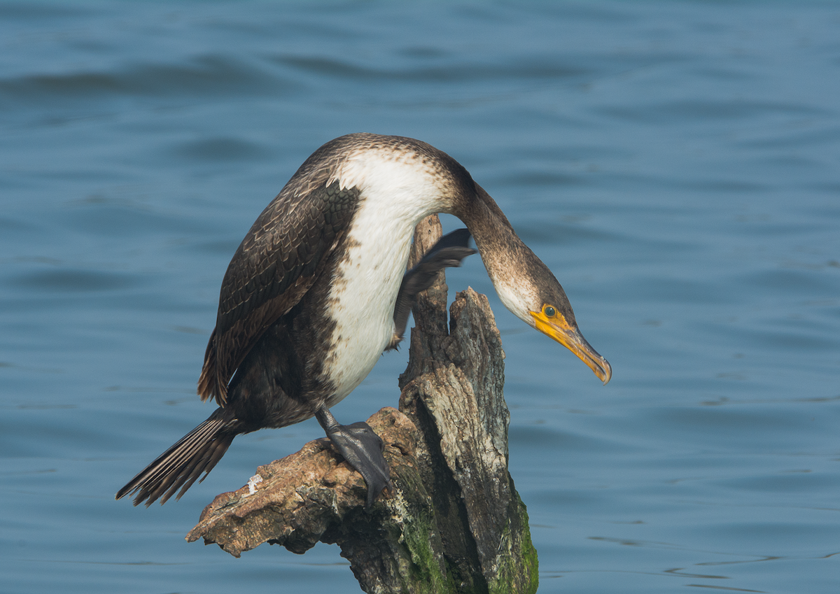 Cormorán Japonés - ML143800741