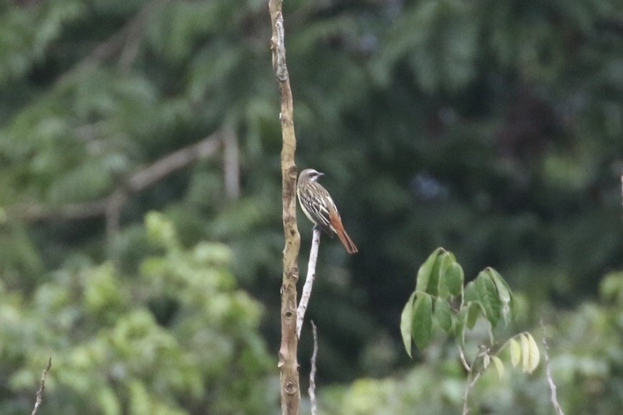 Sulphur-bellied Flycatcher - Arnold Skei