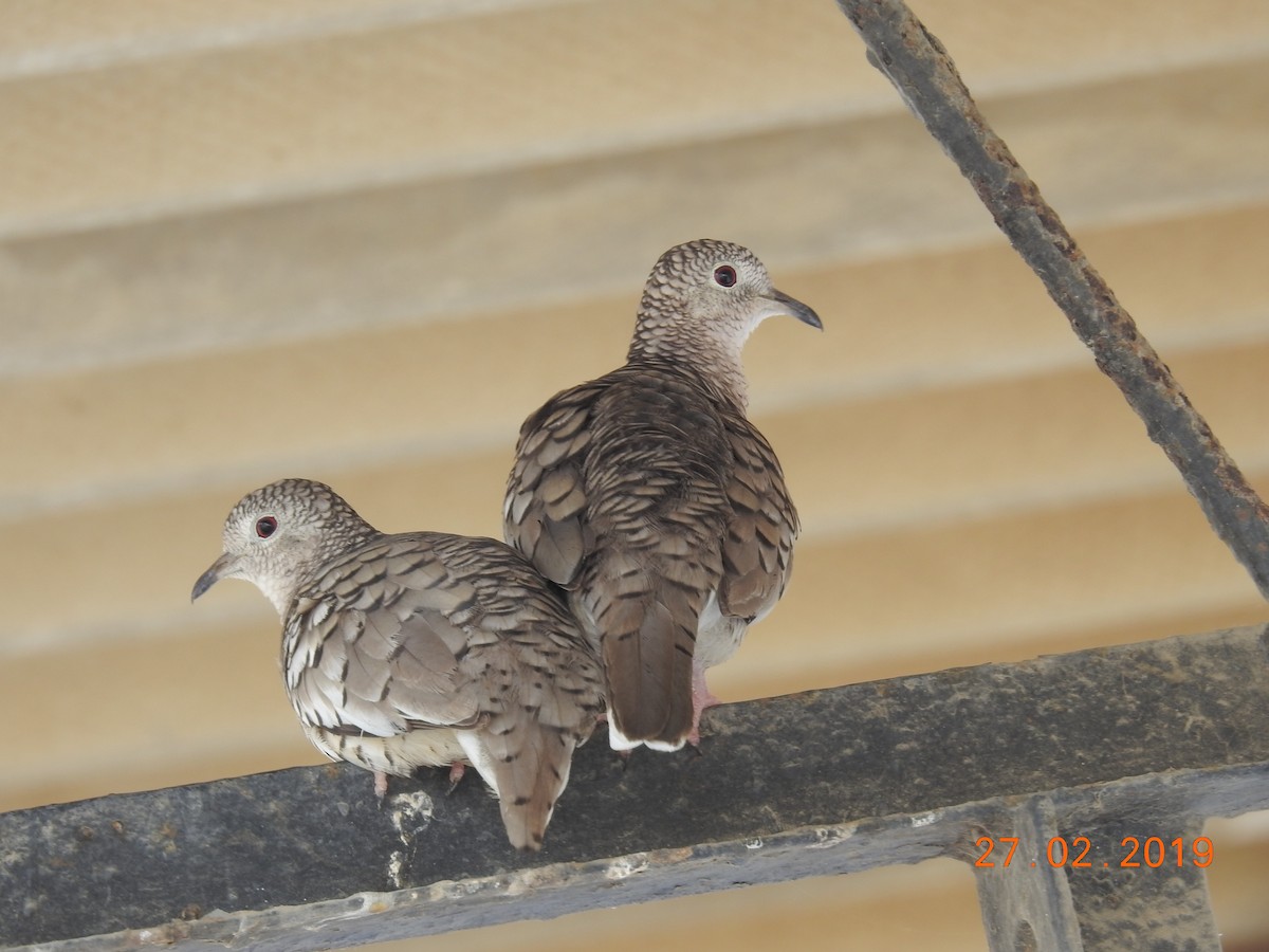 Scaled Dove - ML143805291