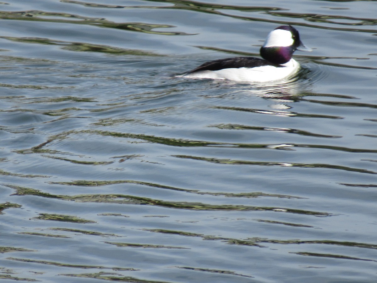 Bufflehead - Nancy Salem