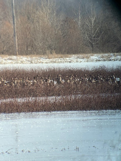 Greater White-fronted Goose - ML143807431