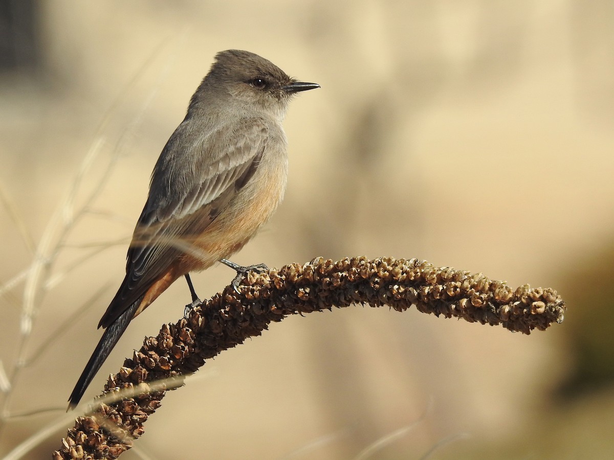 Say's Phoebe - ML143808561