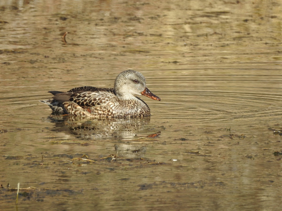 Gadwall - ML143808751