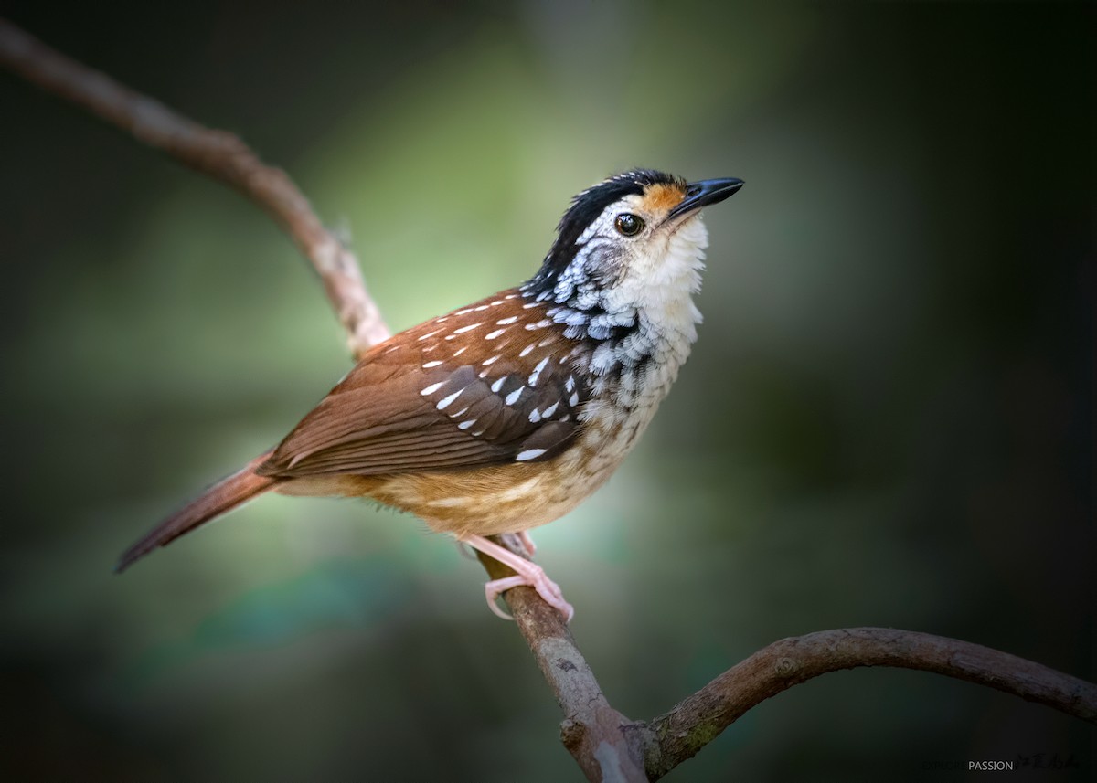 Striped Wren-Babbler - ML143809501