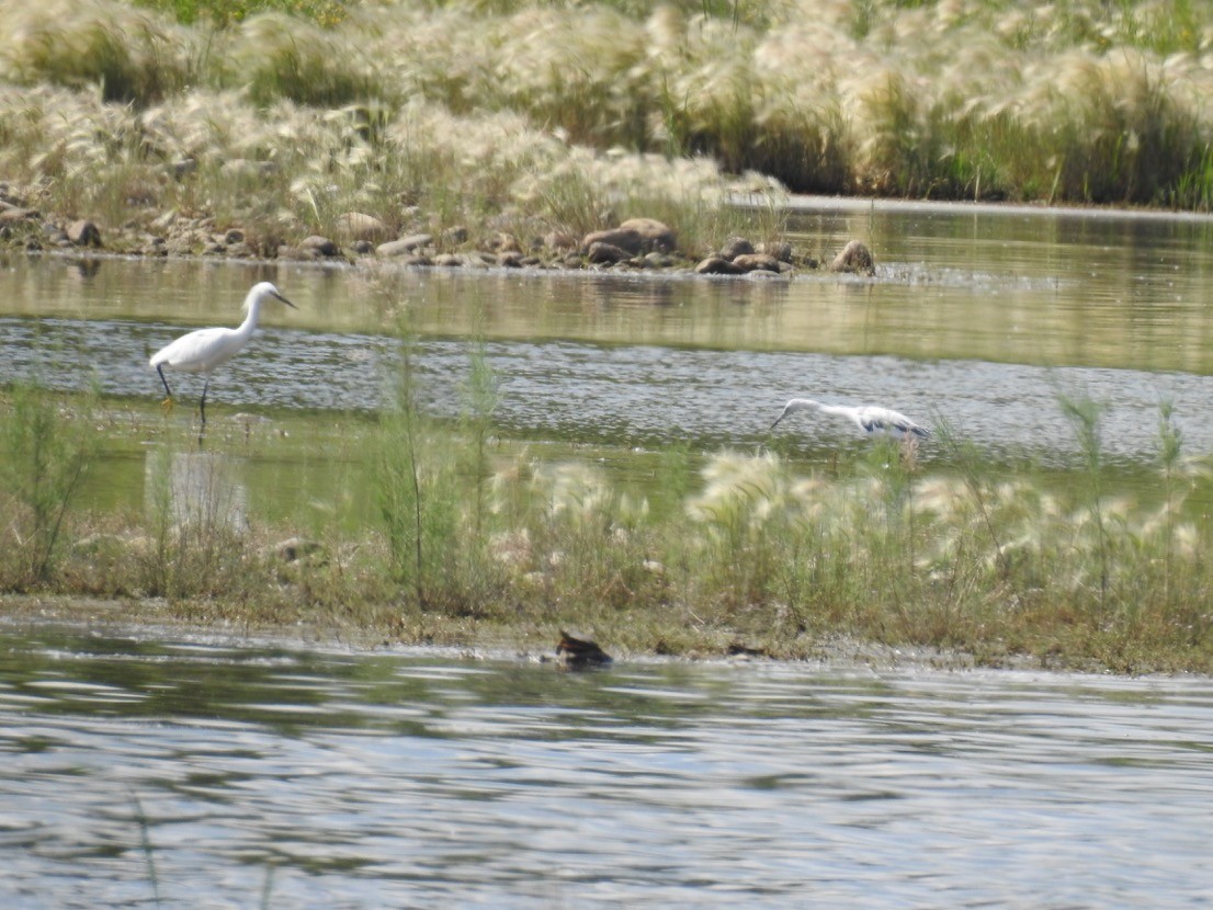 Little Blue Heron - ML143810431